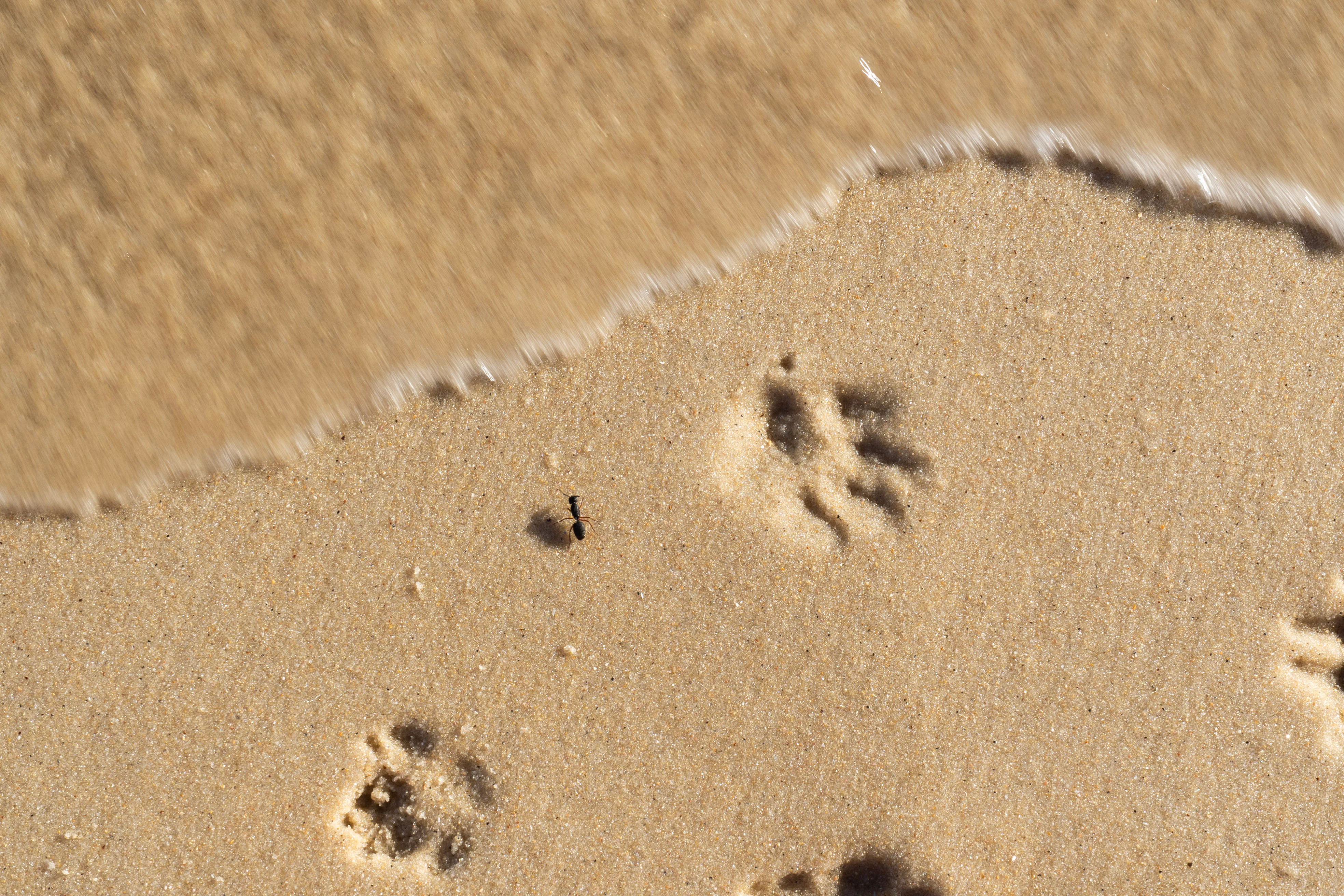 Ant Footprints, photography print by Luana Tabbara
