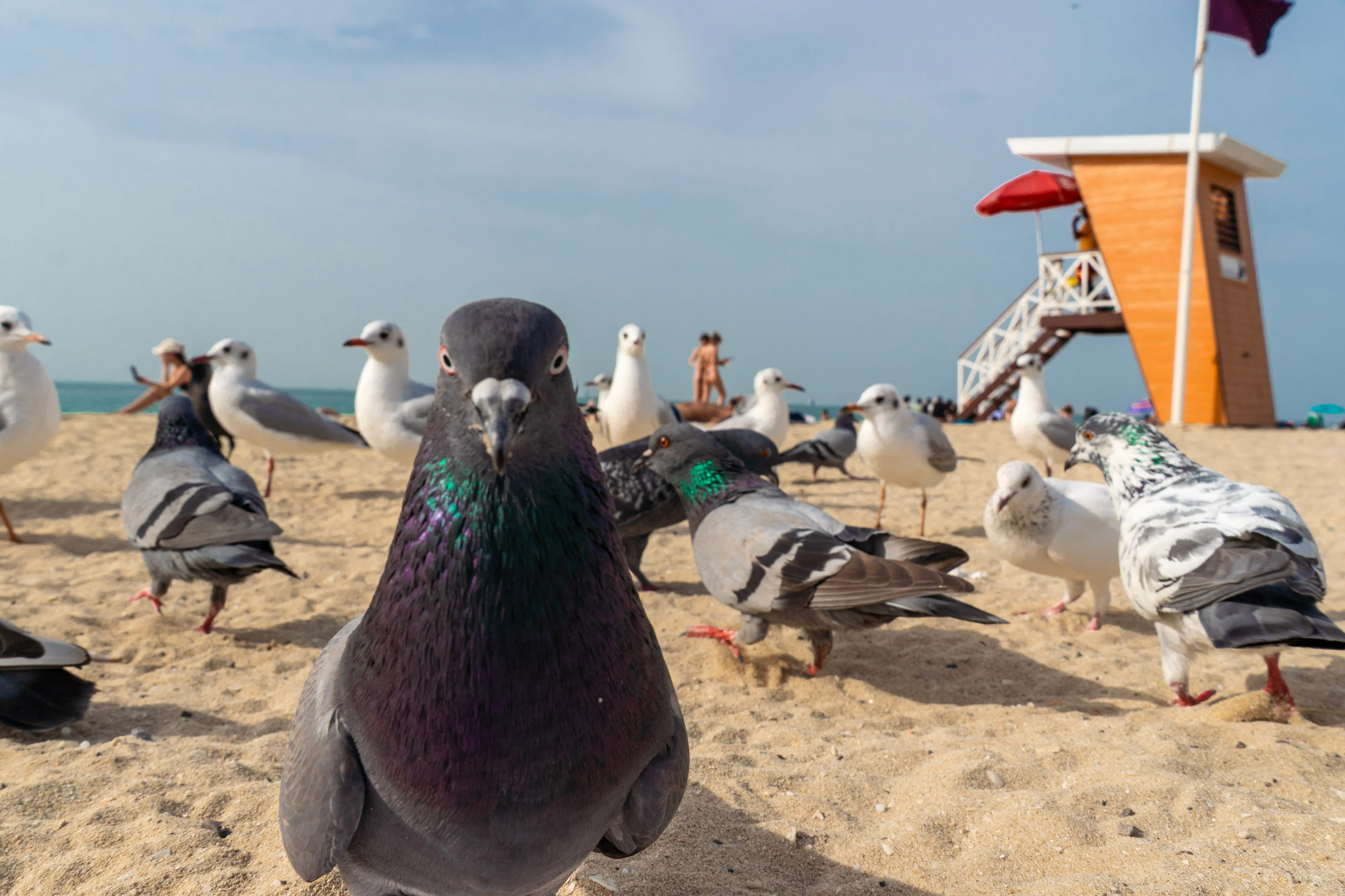 Beach Pigeons, photography print by Luana Tabbara